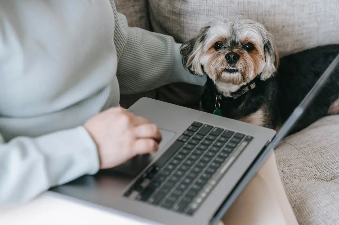 highest paying work from home jobs without a degree